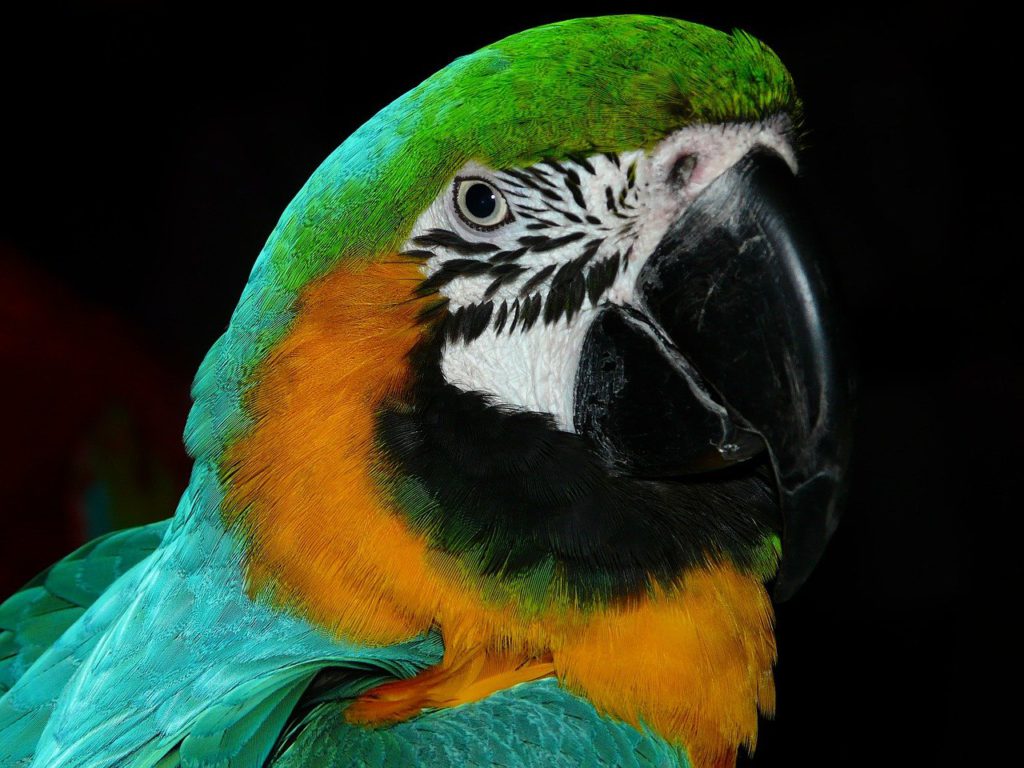 bird, animal, parrot